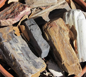 Plant Life Petrified Wood