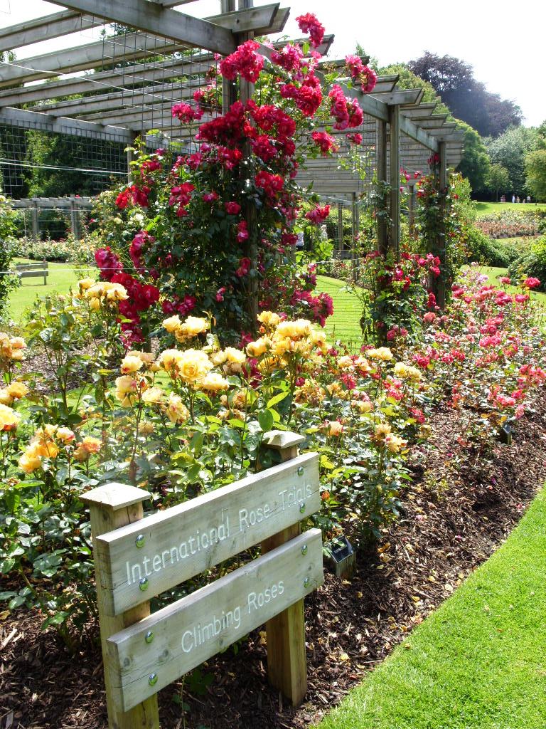 Kelli's Northern Ireland Garden Rose Week 1 of 2