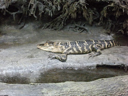 Alligator in the Salt Marsh