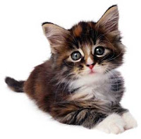 Most Popular Best Pets In The World - Cats