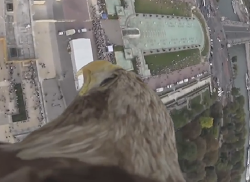 eye bird eagle flight amazing birds reflections