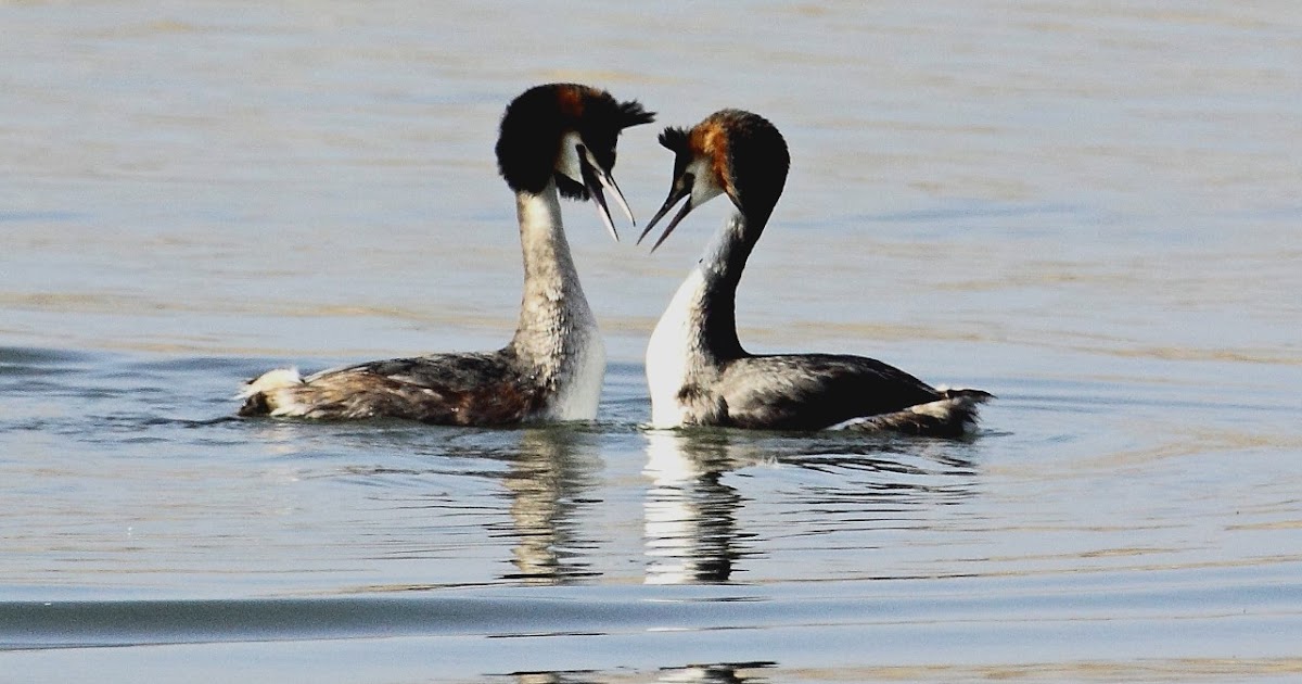 Dorset Birds: Sightings - Wednesday 27th February 2019