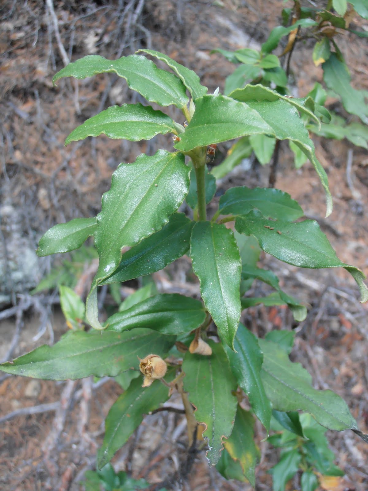 Entre plantas y bichos Cistus laurifolius (Jara estrepa)