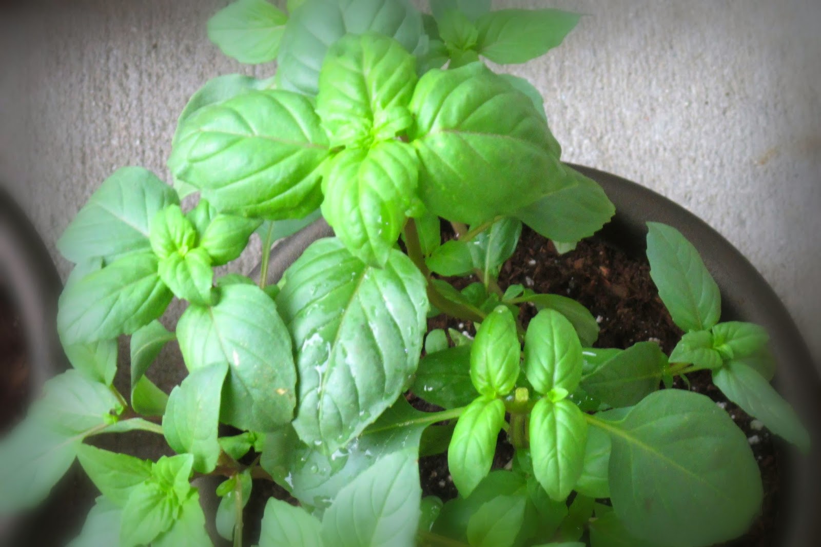 My Life Among the Lithops (and Other Strange Plants) Smelly Plant(s