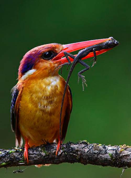 Indian birds - Picture of Oriental dwarf kingfisher - Ceyx erithaca