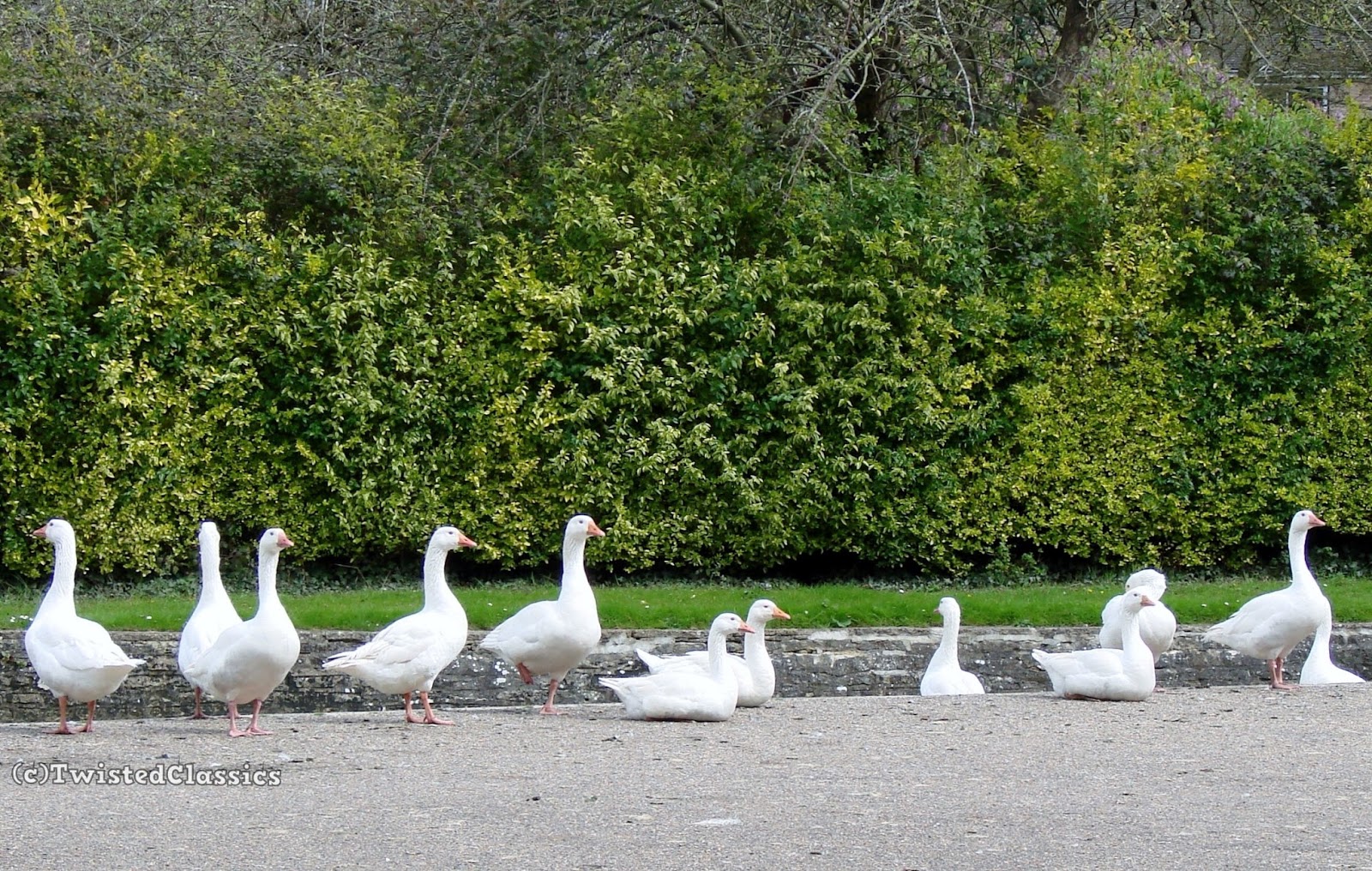 Birds and wildlife: White geese on the Thames
