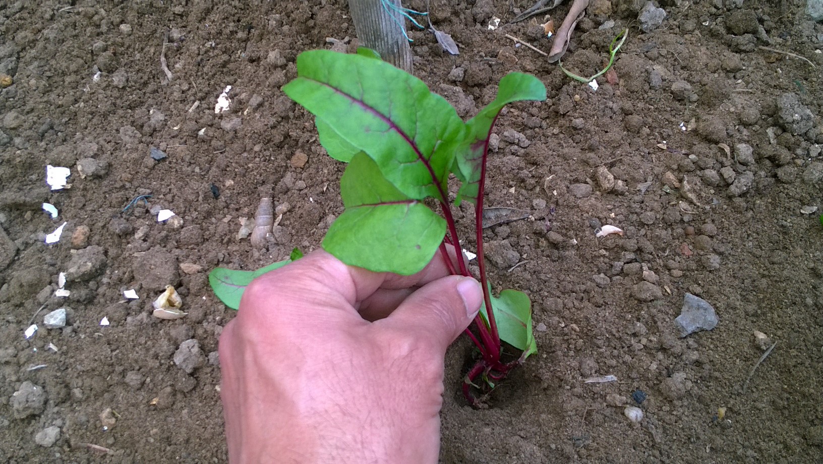 How To Start Beet Indoors
