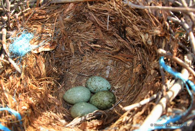 iNSiGHT News: Blown Away: Breeding time for Ravens