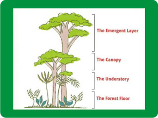 Four Layers of the Rainforest