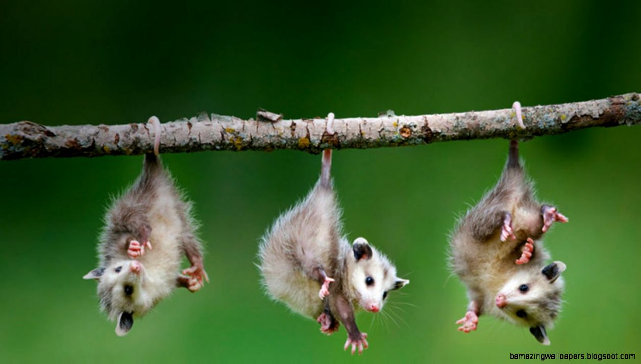 Baby Animals Wallpapers   Wallpaper Cave