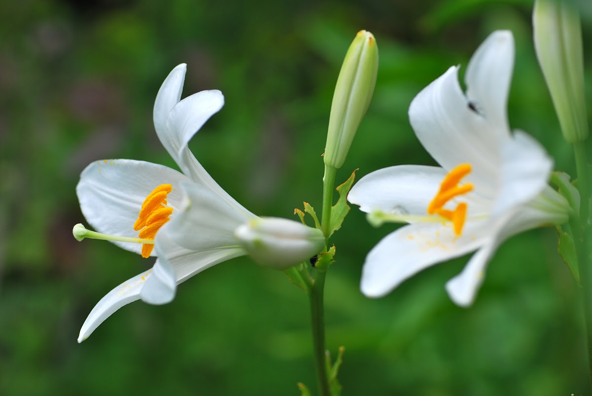 flowers for flower lovers. Madonna lily flowers.