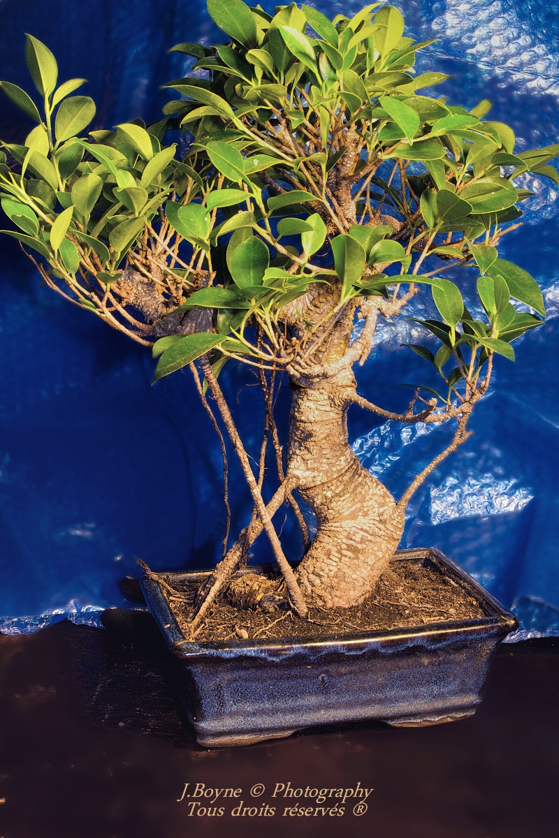 Mes Plantes et Bonsaï Ficus Rétusa (2)
