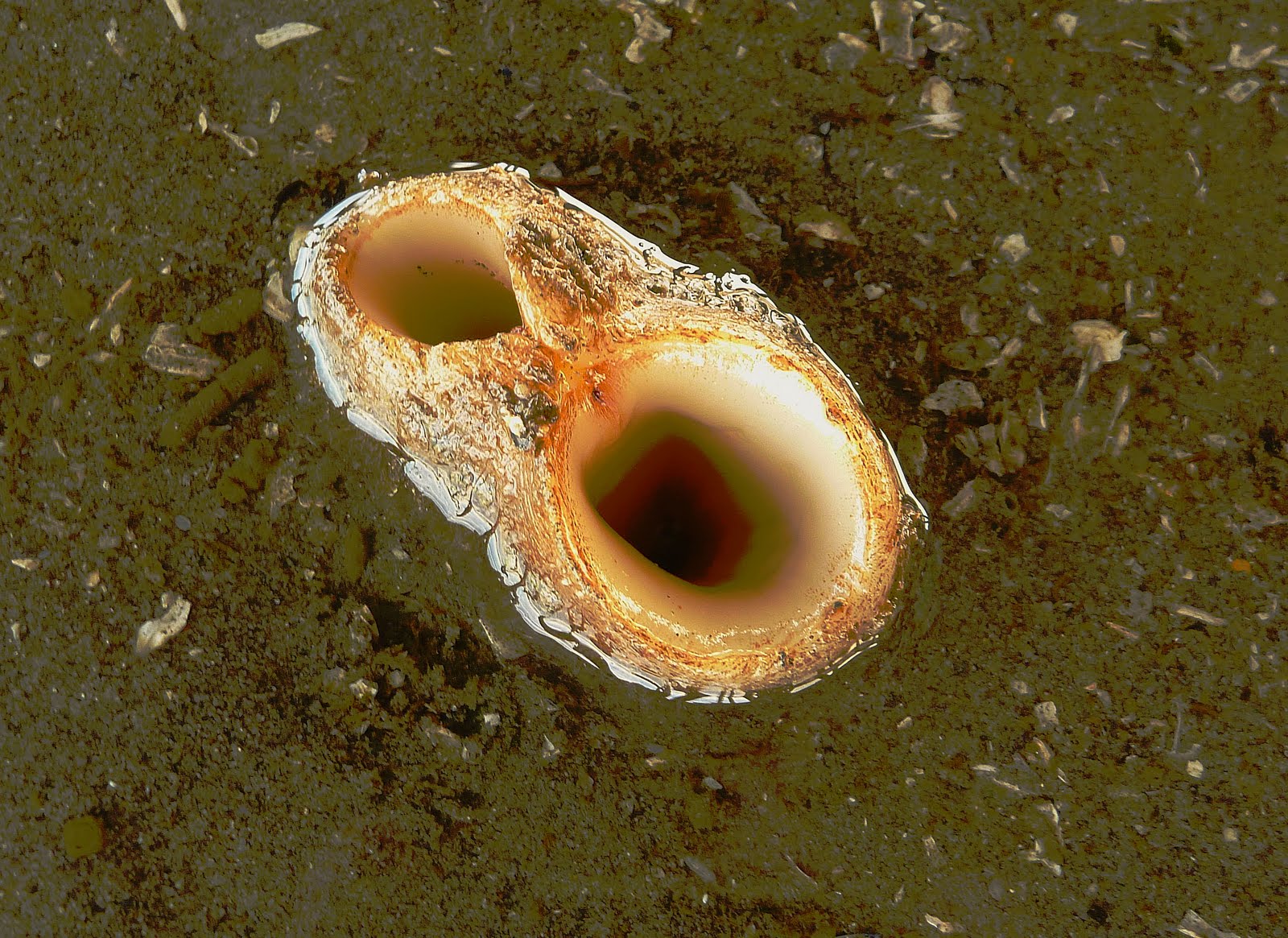 Моллюск не гуглить картинки