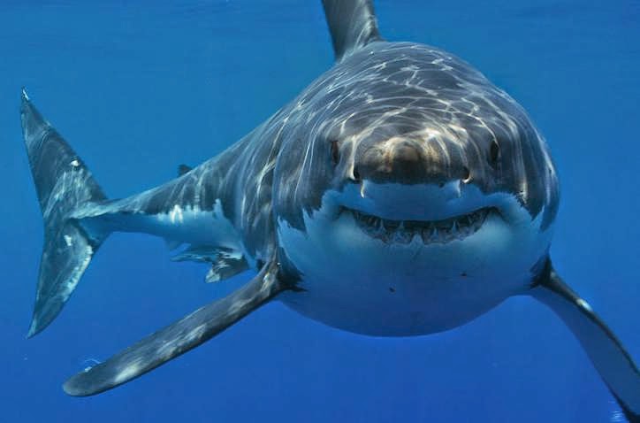 Foto de tiburon blanco