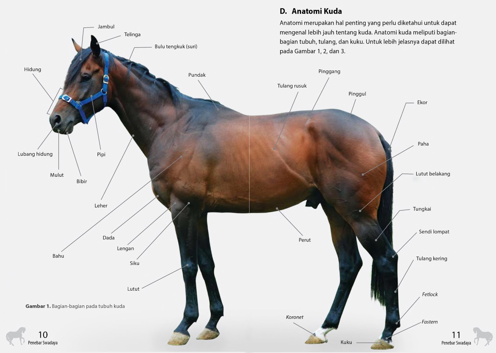 Art and Lore: Anatomi, Tanda dan Warna Kuda diagram of horse skull 