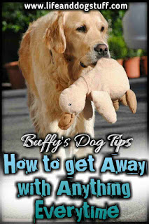 How to Get Away With Anything Every Time - Buffy's dog tips How to Get Away With Anything Every Time - Buffy's dog tips