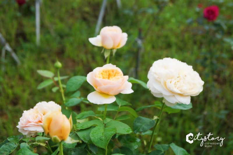 【苗栗旅遊景點】雅聞七里香玫瑰森林-玫瑰花園玻璃屋享受大自然