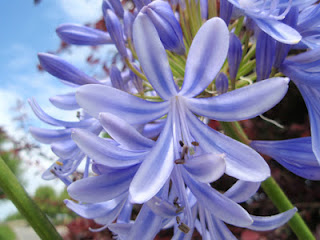 Agapanto (Agapanthus afrifcanus)