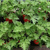 8 Plants That Mosquitoes Can't Stand to Be Around