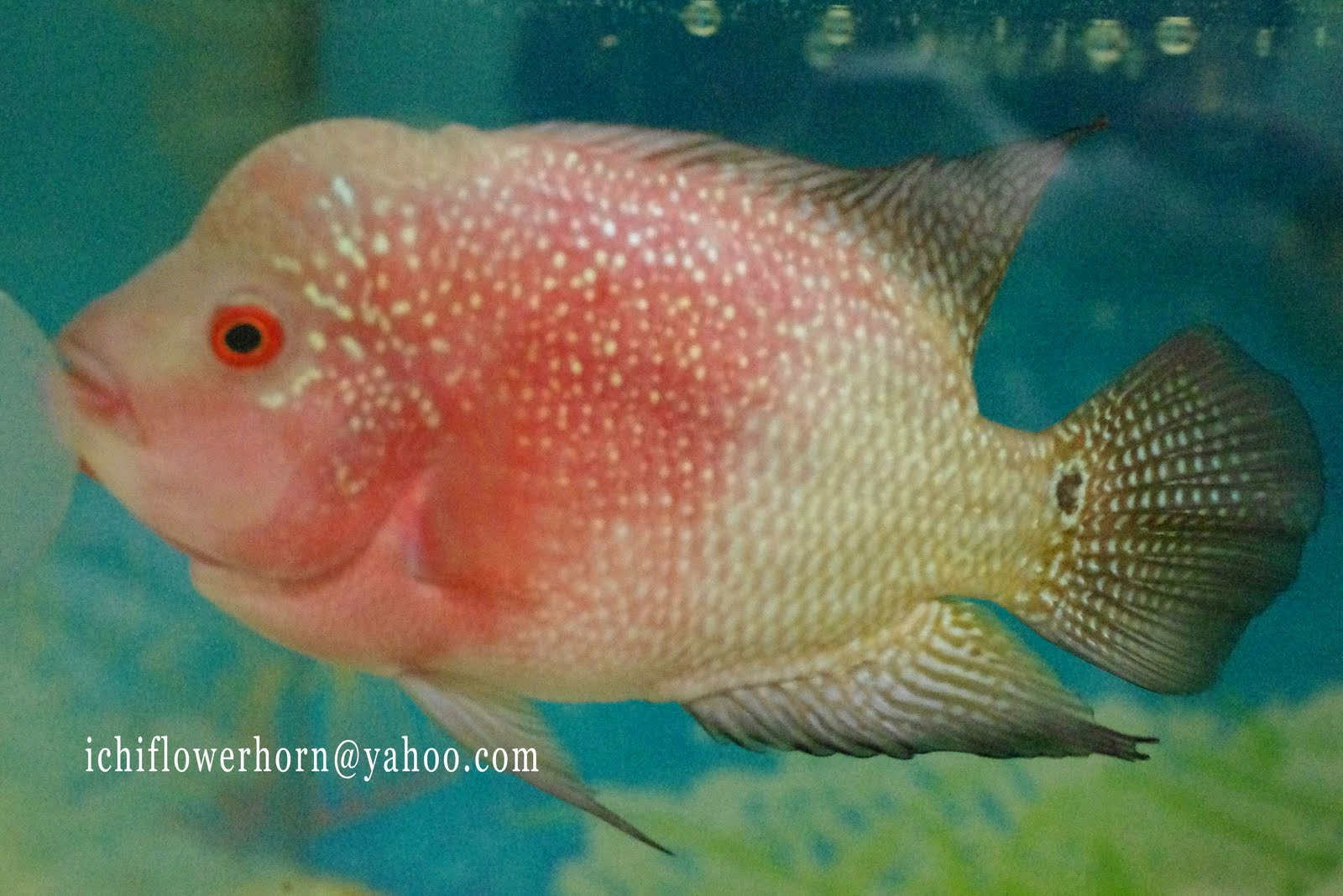 ICHI FLOWERHORN