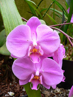 Ground Orchid by jjunyent