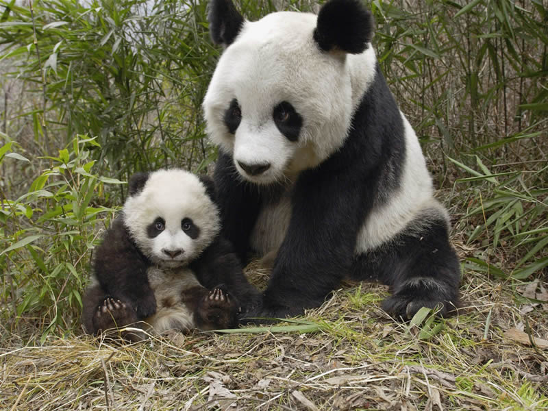  Funny  Animals Funny  Panda  Bears 