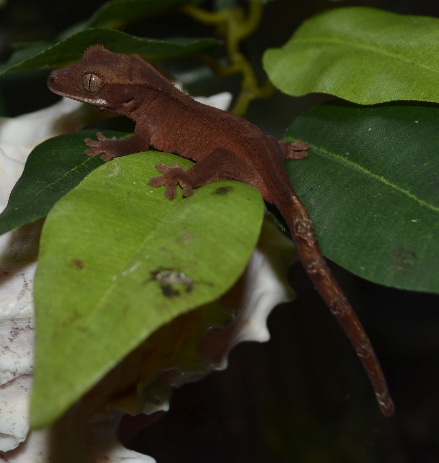 Crested Geckos Blog: September Update on Crested Geckos