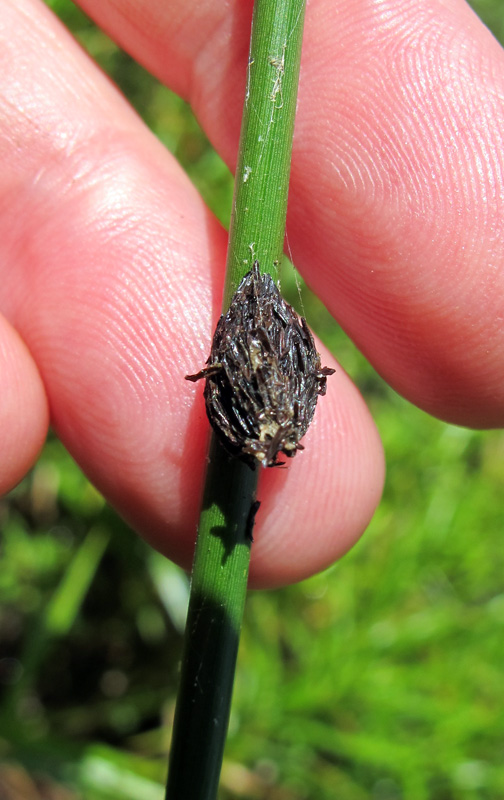 Squirrel's View Deer Fly eggs