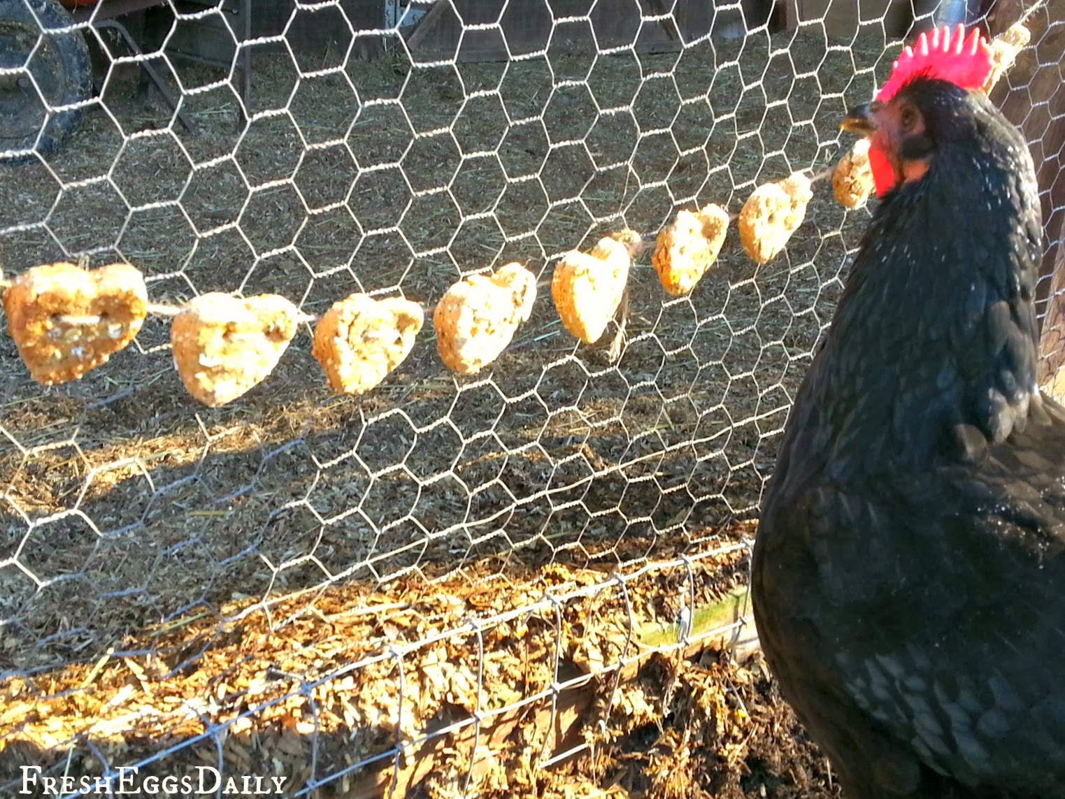 Can chickens have peanut butter