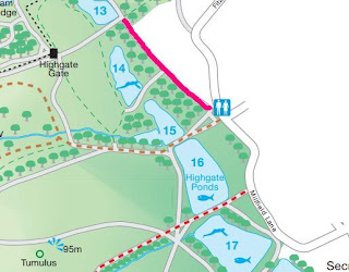 a section of a map of Hampstead Heath showing the ladies' pond, with the path to the pond highlighted in bright pink. The pond itself is labelled '14' hence my reference to the number 14 in the last paragraph.