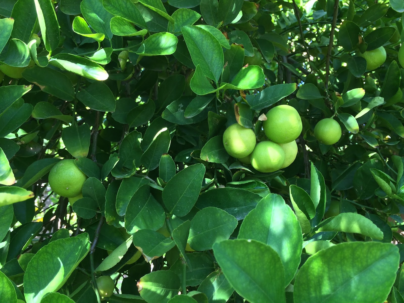 Arizona Backyard Eden Bearrs limes by the dozen, key limes by the score