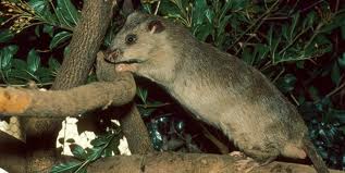 Pouch Rats Florida Bisarbeat: Cat-Sized Rats in Florida: Gambian Giant Pouch Rats on the ...