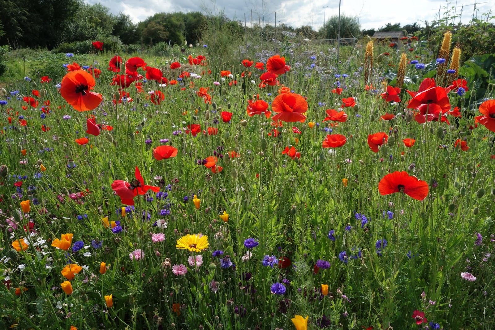 My Wildlife Allotment: Sowing my annual flower patch