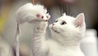 Kucing Putih