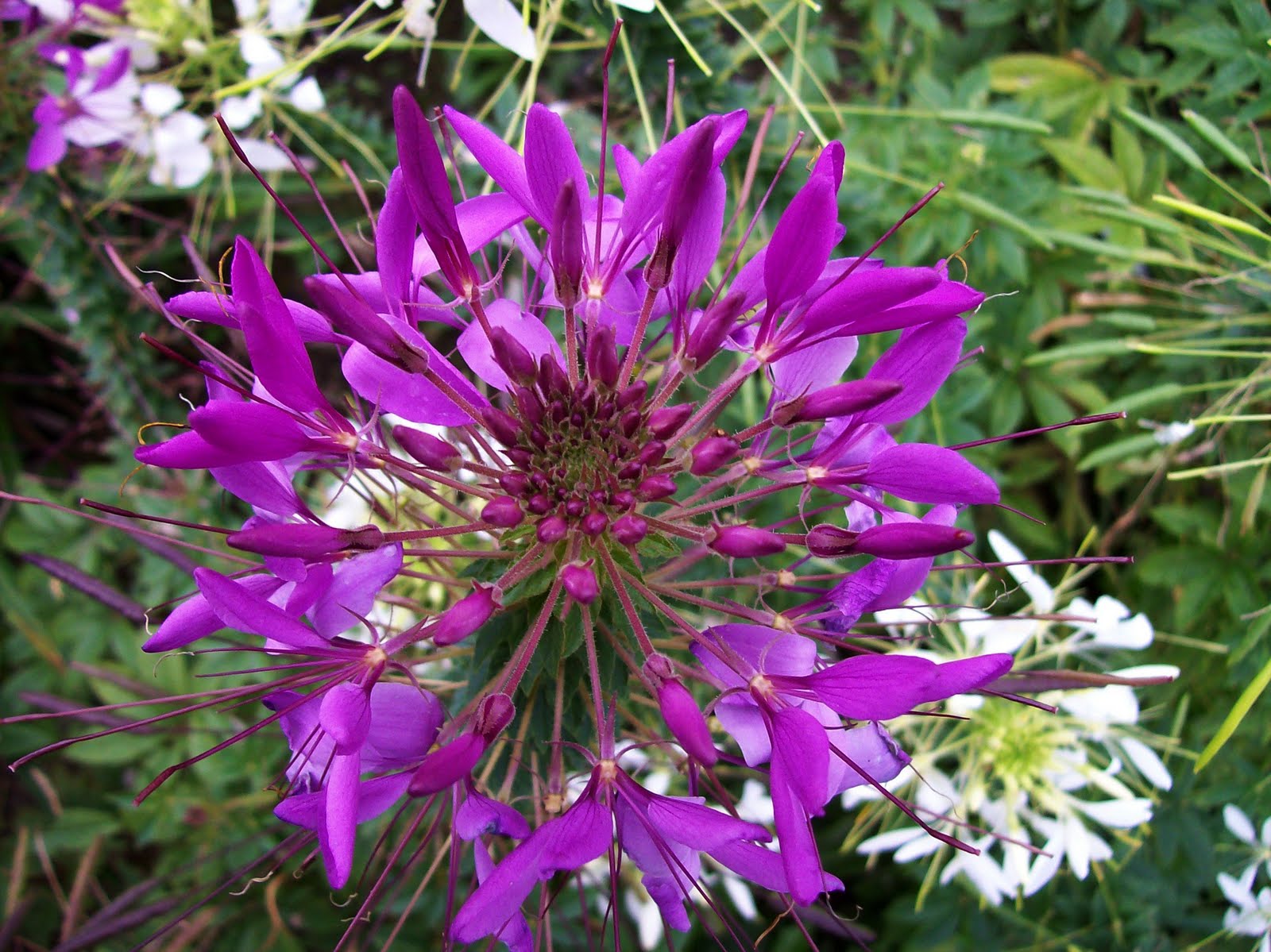 The Vermont Gardener Cleome Continues