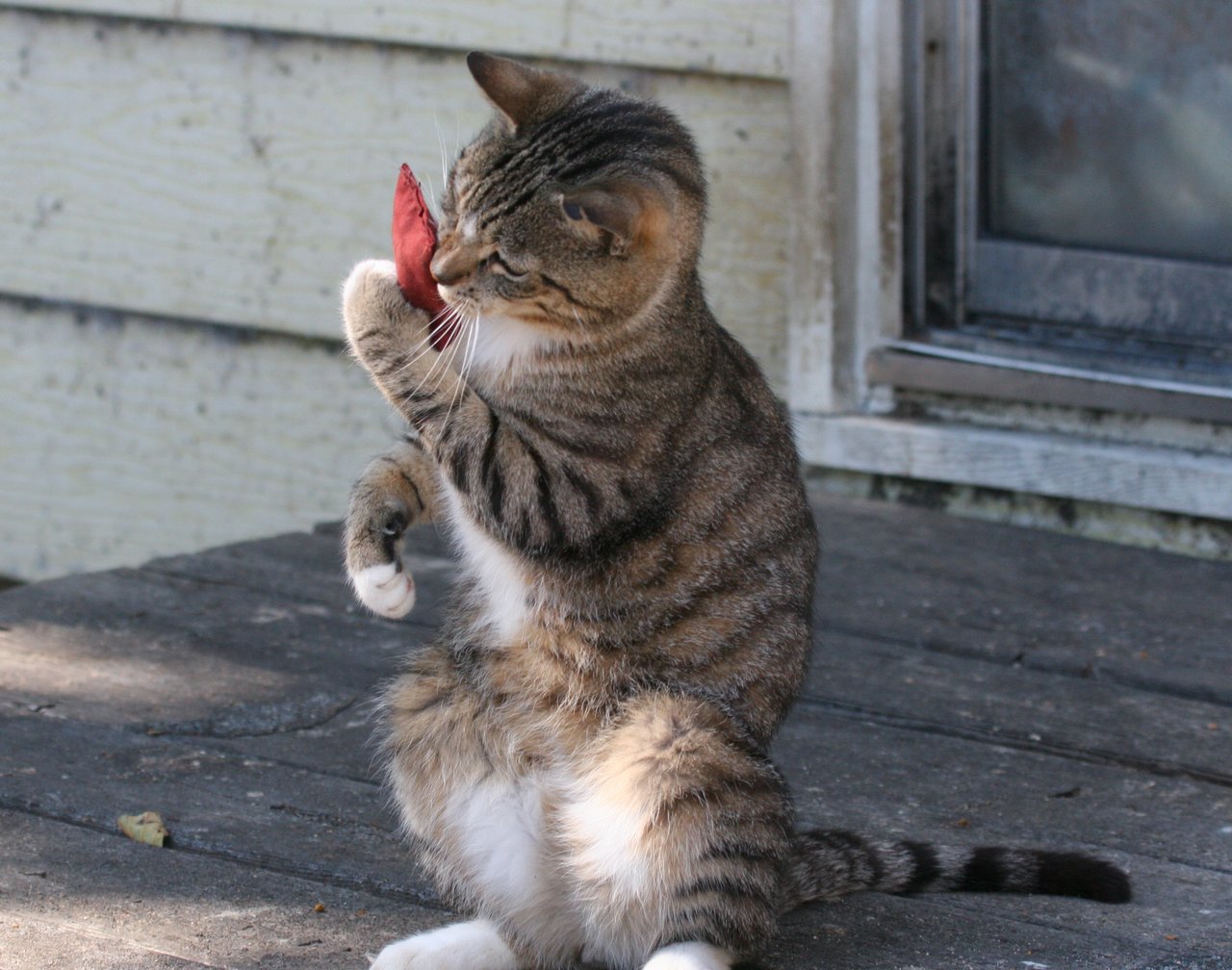 Жуб котик. Не смешно. Типа смешно. Не смешно. Не смешно мем.