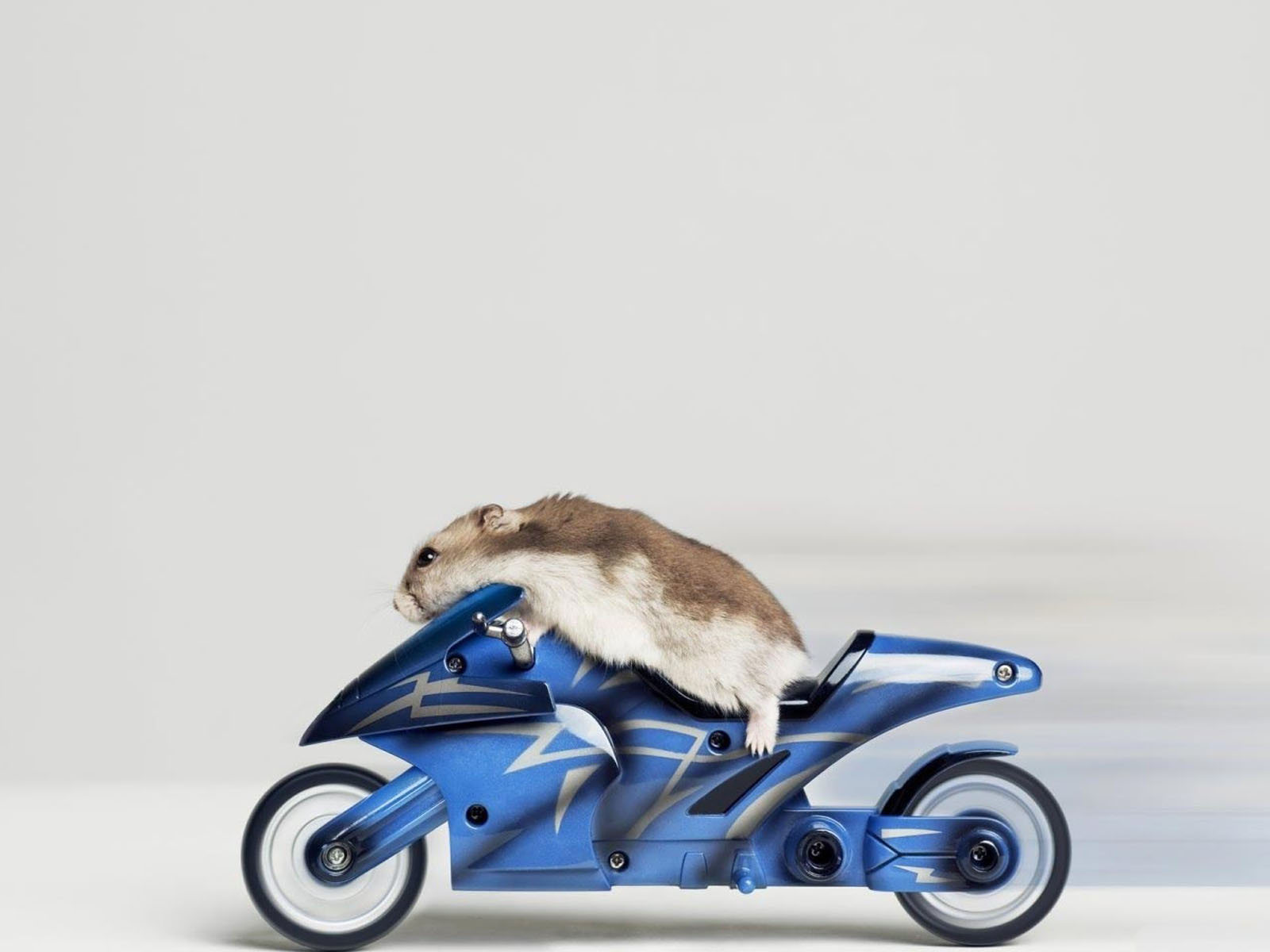 wallpaper: Hamster Racer Wallpapers