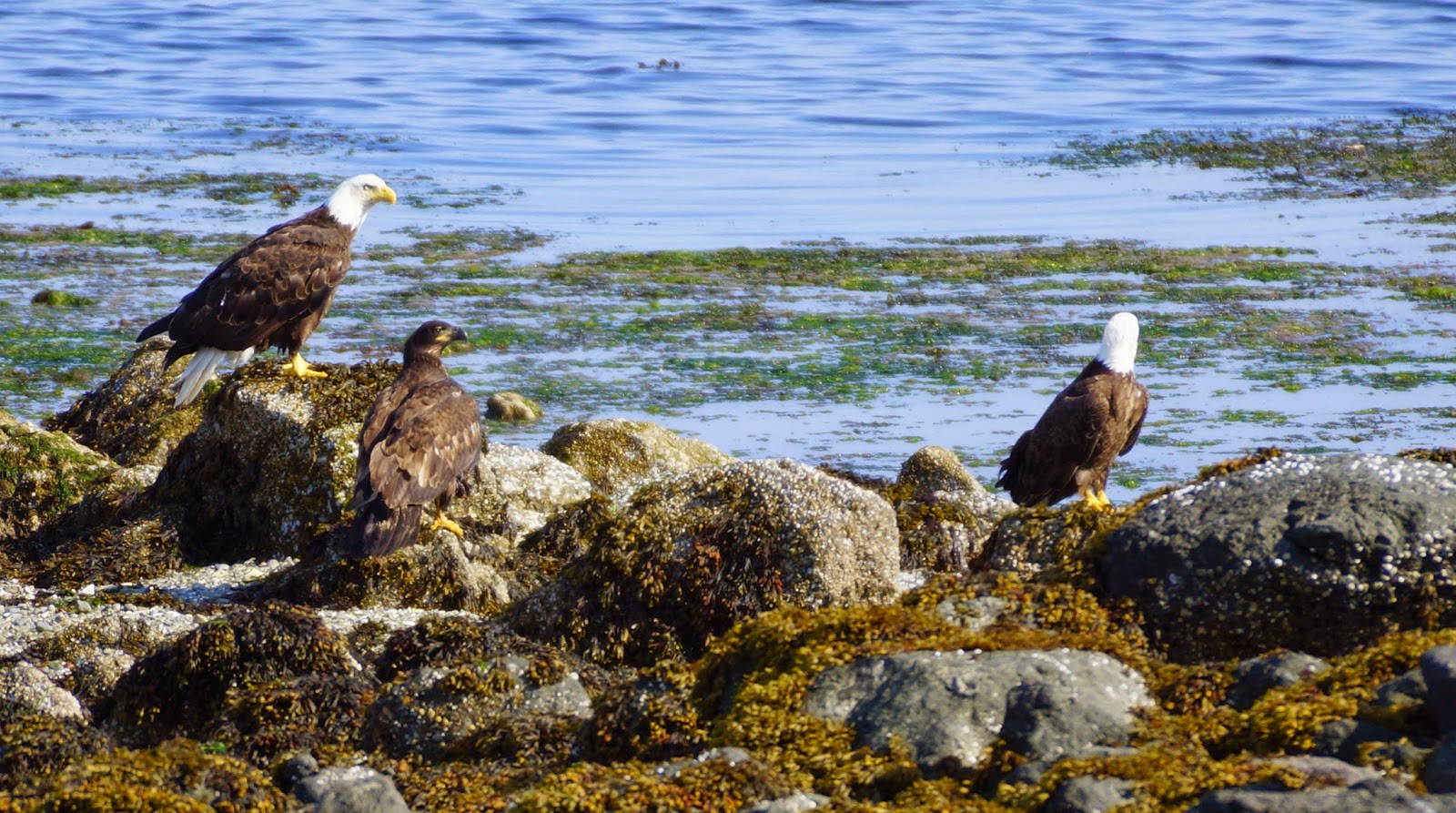 The Greenbelt Neah Bay Eagles