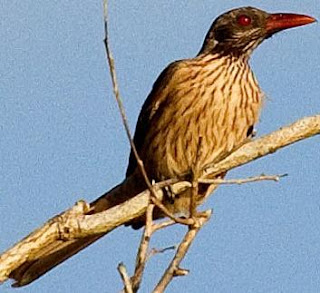 Burung Kepodang Coklat Bunyi Merdu Kicau Maniaku
