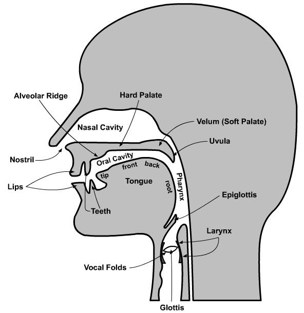 Yesha Bhatt's blog: The Organs of Speech