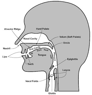 Yesha Bhatt's blog: The Organs of Speech