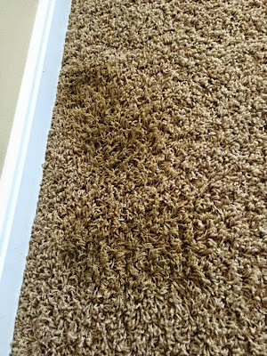 Remove old urine stains in carpet