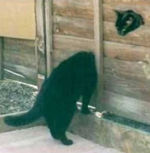 jumping line cat optical illusion jumping line cat optical illusion