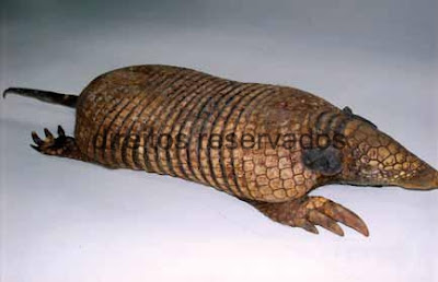 Greater tailed Naked Armadillo