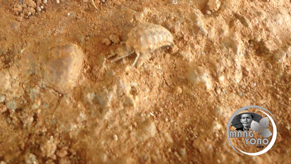 Manfaat Dan Khasiat Undur Undur Bagi Kesehatan Tubuh