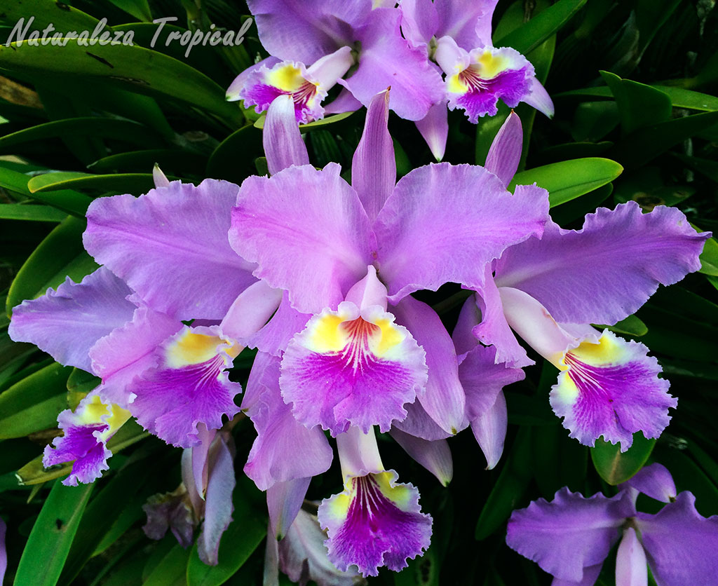 Naturaleza Tropical La orquídea más cultivada en el Mundo. Cattleya