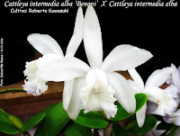 Cattleya