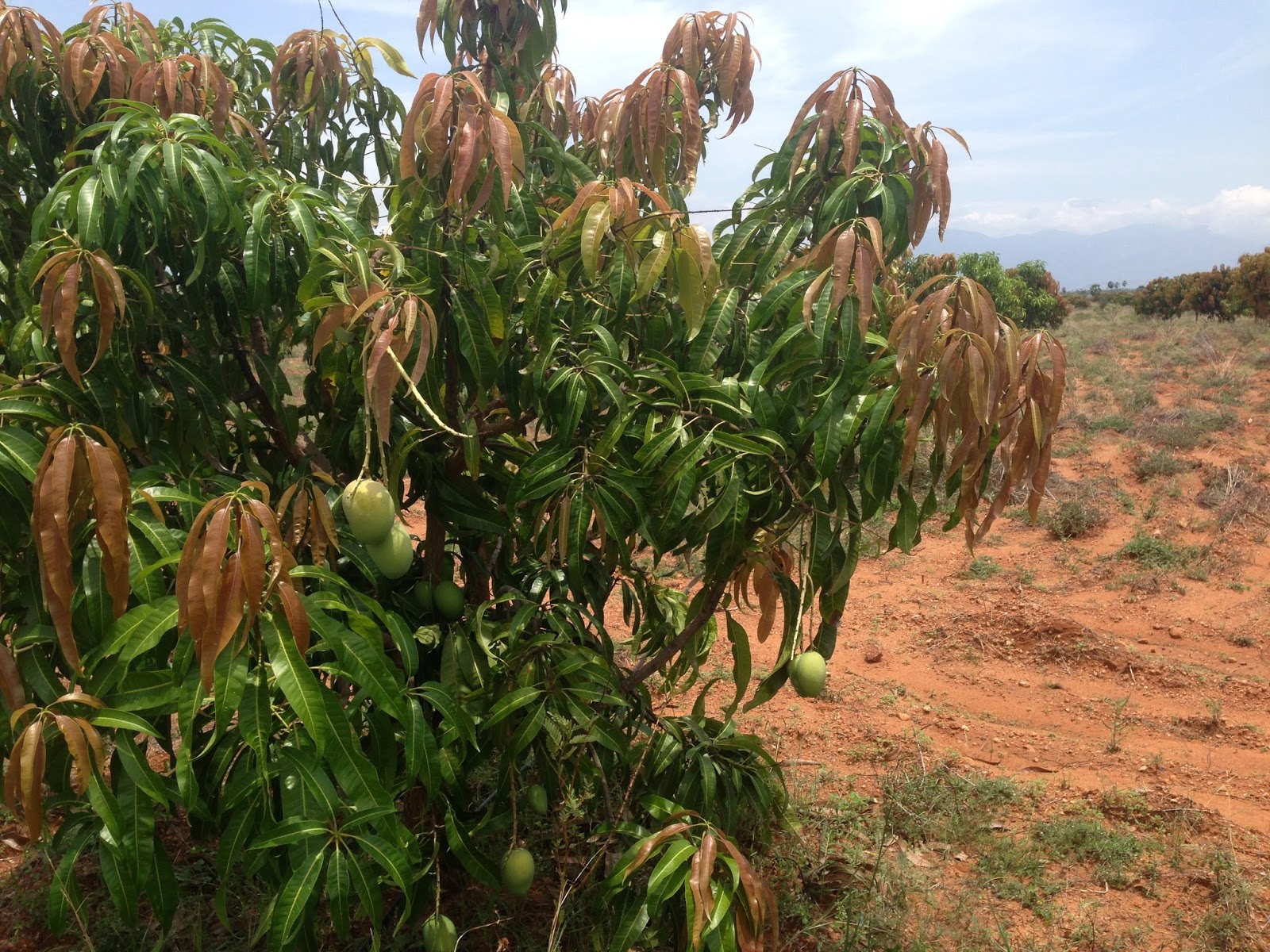 AGRI LANDS ALPHONSO MANGO FARM FOR SALE