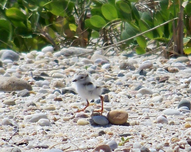 Endangered New Jersey: Piping Plovers Fledge at Island Beach State Park