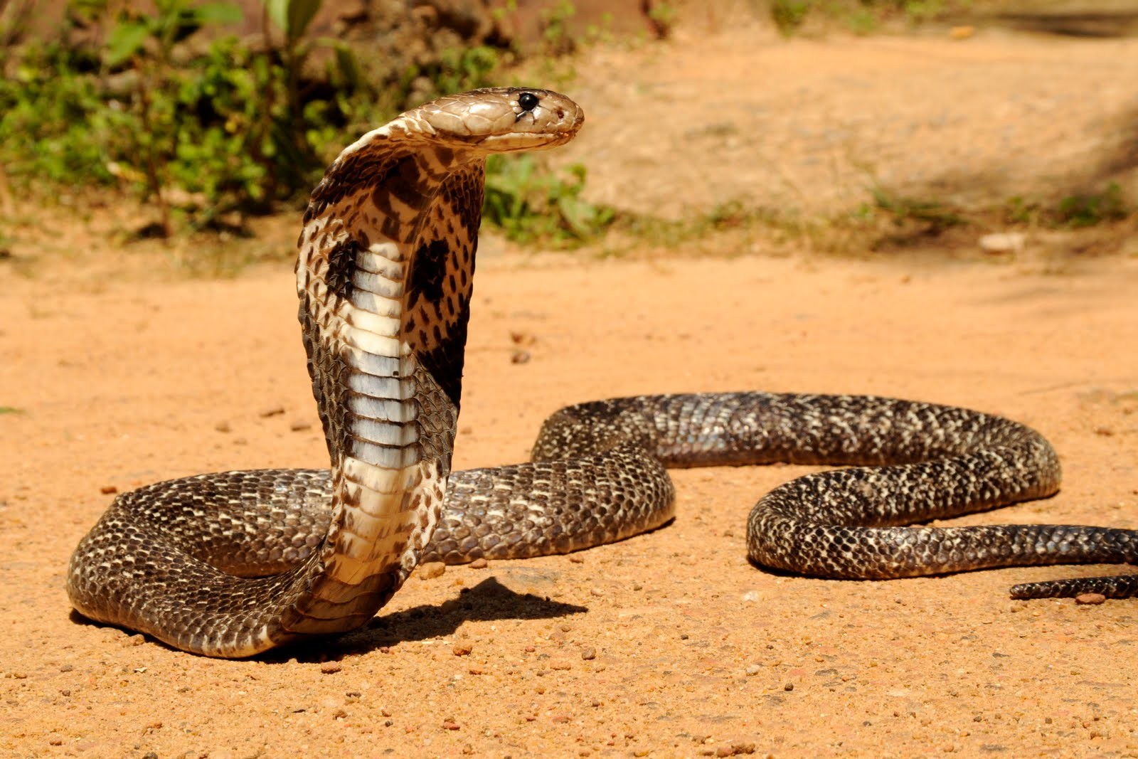 Jenis ular di malaysia